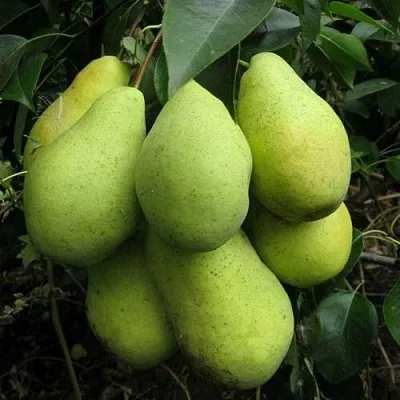 Груша ФЕВРАЛЬСКИЙ СУВЕНИР  Груша ФЕВРАЛЬСКИЙ СУВЕНИР в Рязани