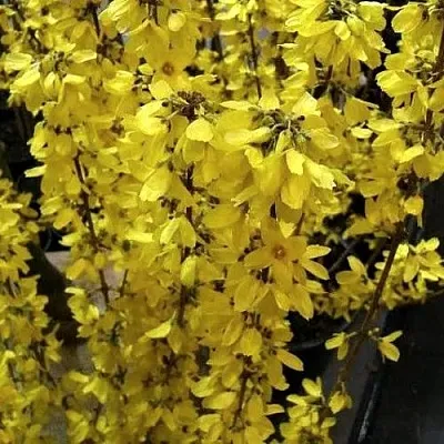 Форзиция ГОЛДРАУШ  Форзиция ГОЛДРАУШ в Рязани