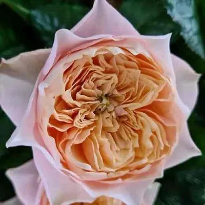 Саженцы роз ВУВУЗЕЛА РОМАНТИК чайно-гибридная  Саженцы роз ВУВУЗЕЛА РОМАНТИК чайно-гибридная в Рязани