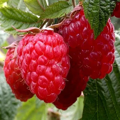 Малина КВЕЛЛИ  Малина КВЕЛЛИ в Рязани