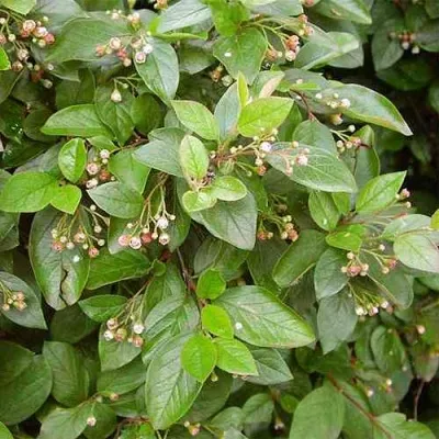 Кизильник блестящий — описание сорта Кизильник блестящий в Рязани