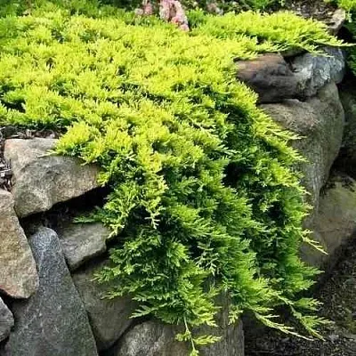 Можжевельник ГОЛДЕН КАРПЕТ горизонтальный  Можжевельник ГОЛДЕН КАРПЕТ горизонтальный в Рязани