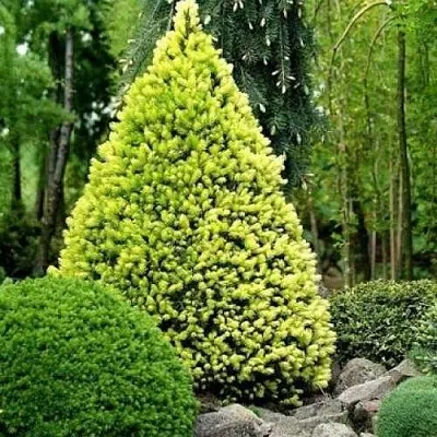 Ель РЕЙНБОУЗ ЭНД сизая  Ель РЕЙНБОУЗ ЭНД сизая в Рязани