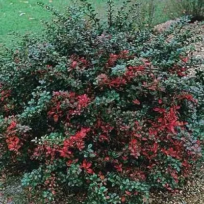 Барбарис РЕД ДЖЕВЕЛ средний   Барбарис РЕД ДЖЕВЕЛ средний  в Рязани