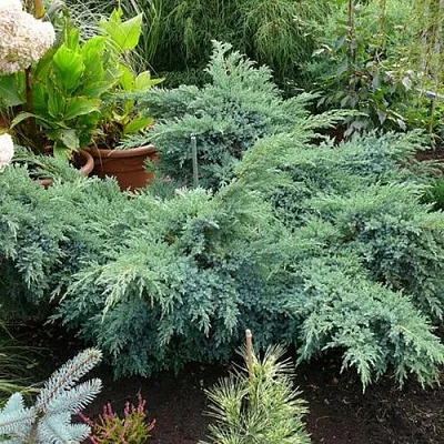 Можжевельник БЛЮ ШВЕД (СВИД) чешуйчатый  Можжевельник БЛЮ ШВЕД (СВИД) чешуйчатый в Рязани