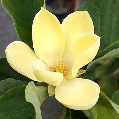 Магнолия ЕЛЛОУ ЛАНТЕРН  Магнолия ЕЛЛОУ ЛАНТЕРН в Рязани