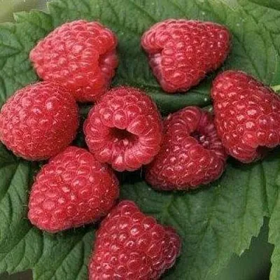 Малина ЗЮГАНА  Малина ЗЮГАНА в Рязани