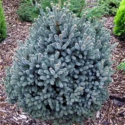 Ель НАНА сизая  Ель НАНА сизая в Рязани