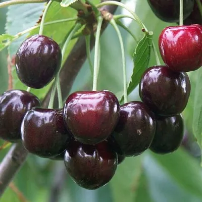 Черешня ЛЮБИМИЦА АСТАХОВА в Рязани