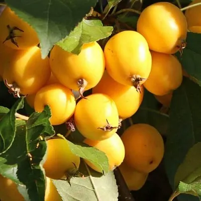 Яблоня ГОЛДЕН ХОРНЕТ декоративная  Яблоня ГОЛДЕН ХОРНЕТ декоративная в Рязани