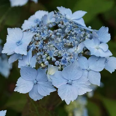 Гортензия БЛЮ ДЕКЛ пильчатая  Гортензия БЛЮ ДЕКЛ пильчатая в Рязани