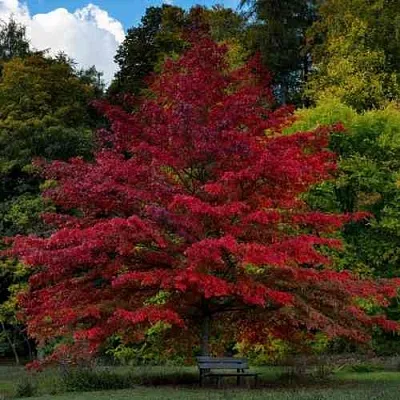 Дуб болотный  Дуб болотный в Рязани