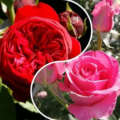 Комплект РОМАНТИЧЕСКИЙ БУКЕТ в Рязани