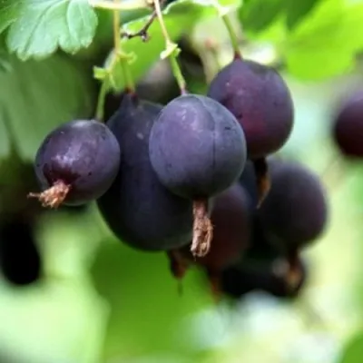 Крыжовник ЧЕРНОМОР — описание сорта Крыжовник ЧЕРНОМОР в Рязани