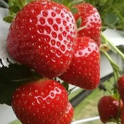 Клубника АРГЕНТЕРА  Клубника АРГЕНТЕРА в Рязани