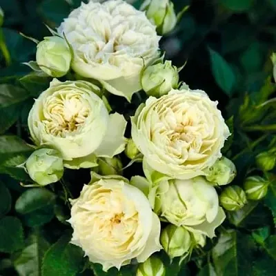 Саженцы роз БЛАНШЕТТ спрей  Саженцы роз БЛАНШЕТТ спрей в Рязани