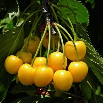 Черешня ДРОГАНА ЖЁЛТАЯ — описание сорта Черешня ДРОГАНА ЖЁЛТАЯ в Рязани