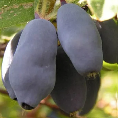 Жимолость съедобная КРУПНОПЛОДНАЯ  Жимолость съедобная КРУПНОПЛОДНАЯ в Рязани