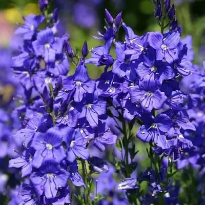 Вероника австрийская  Вероника австрийская в Рязани