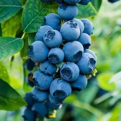 Голубика БОНИФАЦИЙ  Голубика БОНИФАЦИЙ в Рязани