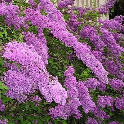 Сирень КИТАЙСКАЯ  Сирень КИТАЙСКАЯ в Рязани