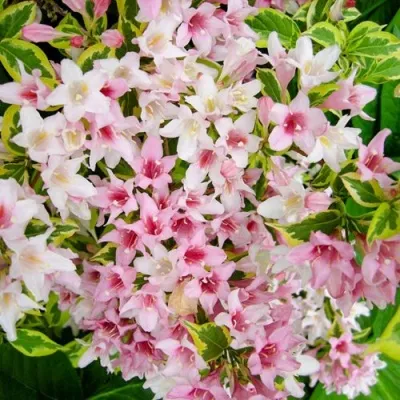 Вейгела САННИ ПРИНЦЕСС — описание сорта Вейгела САННИ ПРИНЦЕСС в Рязани