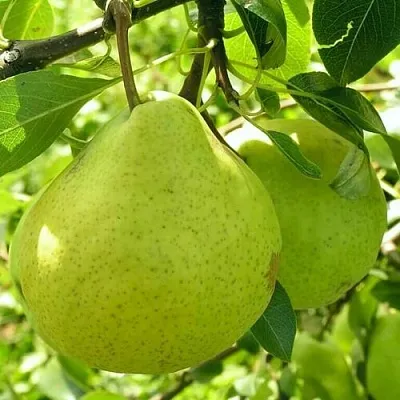 Груша ДАЛИКОР колонновидная  Груша ДАЛИКОР колонновидная в Рязани