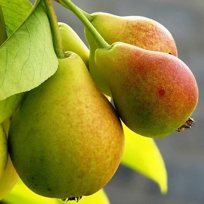 Груша  Груша в Рязани