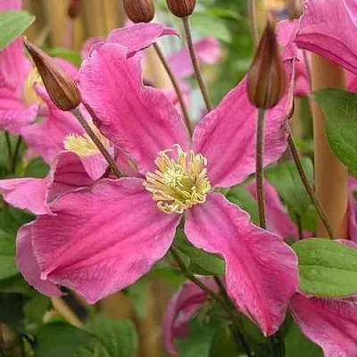 Клематис ИНСПИРЕЙШН ЗОЙН  Клематис ИНСПИРЕЙШН ЗОЙН в Рязани