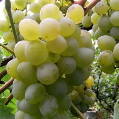 Виноград ТАЛИСМАН в Рязани