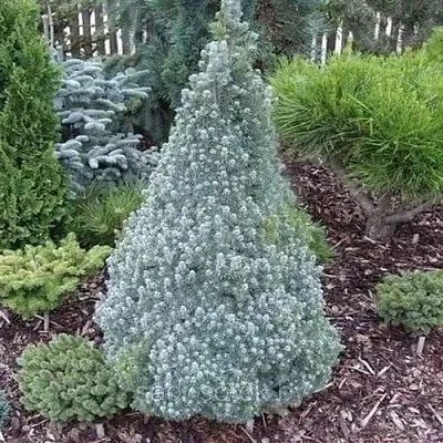 Ель САНДЕРС БЛЮ канадская  Ель САНДЕРС БЛЮ канадская в Рязани