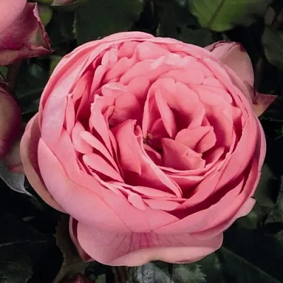 Саженцы роз ХЭППИ ПИАНО чайно-гибридная  Саженцы роз ХЭППИ ПИАНО чайно-гибридная в Рязани