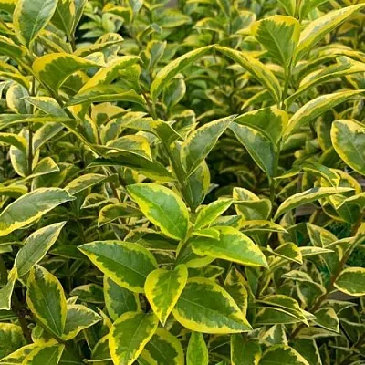 Бирючина АУРЕУМ овальнолистная  Бирючина АУРЕУМ овальнолистная в Рязани