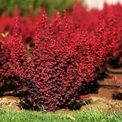 Барбарис ОРАНЖ РОКЕТ тунберга  Барбарис ОРАНЖ РОКЕТ тунберга в Рязани