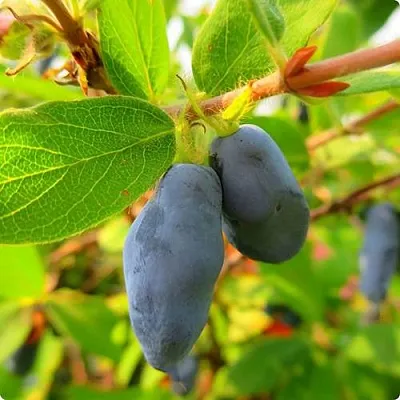 Жимолость съедобная БОРЕАЛ БЛИЗЗАРД (СЕВЕРНАЯ МЕТЕЛЬ)  Жимолость съедобная БОРЕАЛ БЛИЗЗАРД (СЕВЕРНАЯ МЕТЕЛЬ) в Рязани