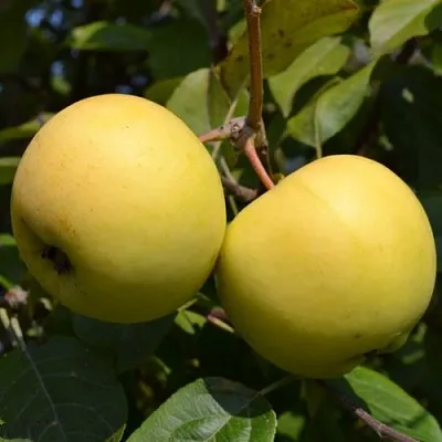 саженцы яблони саженцы яблони