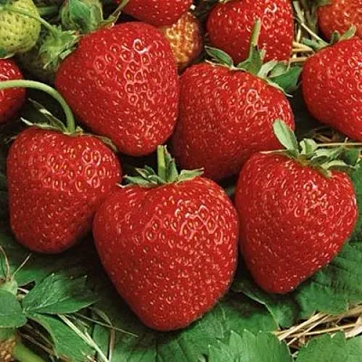 Клубника КОРОНА  Клубника КОРОНА в Рязани