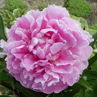 Пион РИМ травянистый  Пион РИМ травянистый в Рязани