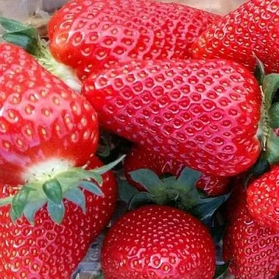 Клубника АМИ  Клубника АМИ в Рязани