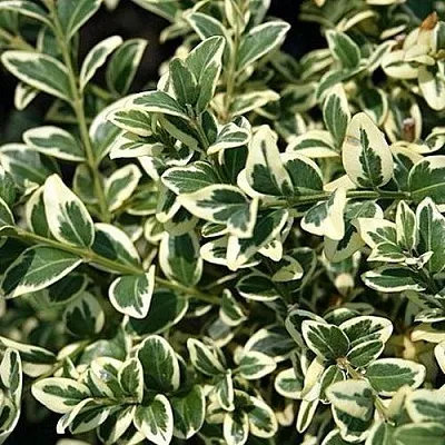 Бирючина ВАРИЕГАТУМ овальнолистная  Бирючина ВАРИЕГАТУМ овальнолистная в Рязани