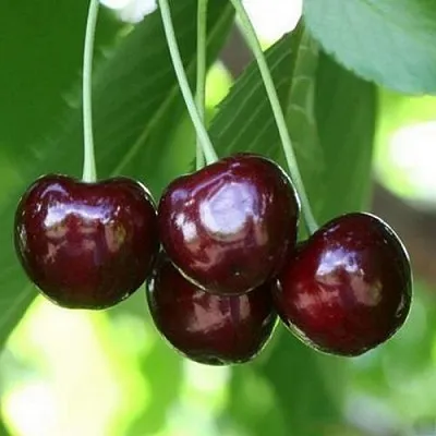 Черешня ЛЕНИНГРАДСКАЯ ЧЁРНАЯ в Рязани