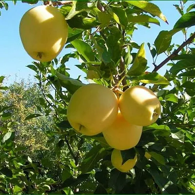 Яблоня ГОЛДЕН МИЛЛЕНИУМ  Яблоня ГОЛДЕН МИЛЛЕНИУМ в Рязани