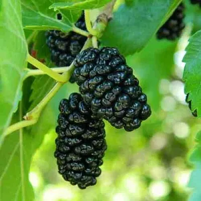 Шелковица  Шелковица в Рязани