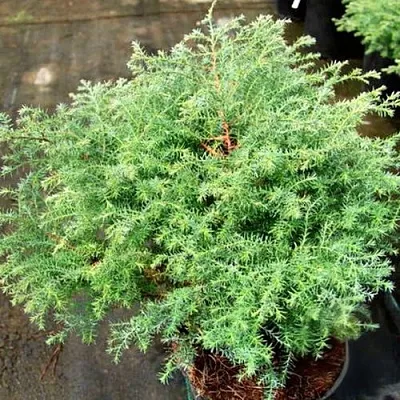 Кипарисовик СКВАРРОЗА горохоплодный  Кипарисовик СКВАРРОЗА горохоплодный в Рязани