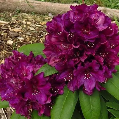 Рододендрон ПОЛАРНАХТ в Рязани