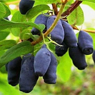 Жимолость съедобная МОСКОВСКАЯ  Жимолость съедобная МОСКОВСКАЯ в Рязани