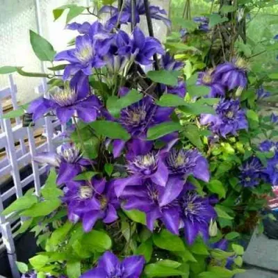 Клематис МУЛЬТИ БЛЮ — описание сорта Клематис МУЛЬТИ БЛЮ в Рязани