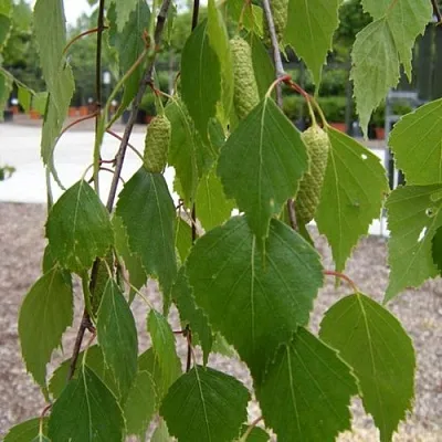 Береза ФАСЦИНЕЙШЕН белая   Береза ФАСЦИНЕЙШЕН белая  в Рязани