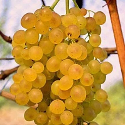 Виноград КИШМИШ КОКТЕЙЛЬ  Виноград КИШМИШ КОКТЕЙЛЬ в Рязани