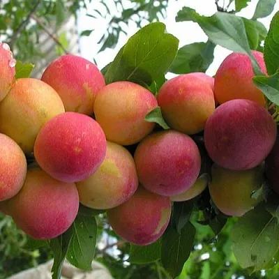 Слива СКОРОПЛОДНАЯ  Слива СКОРОПЛОДНАЯ в Рязани